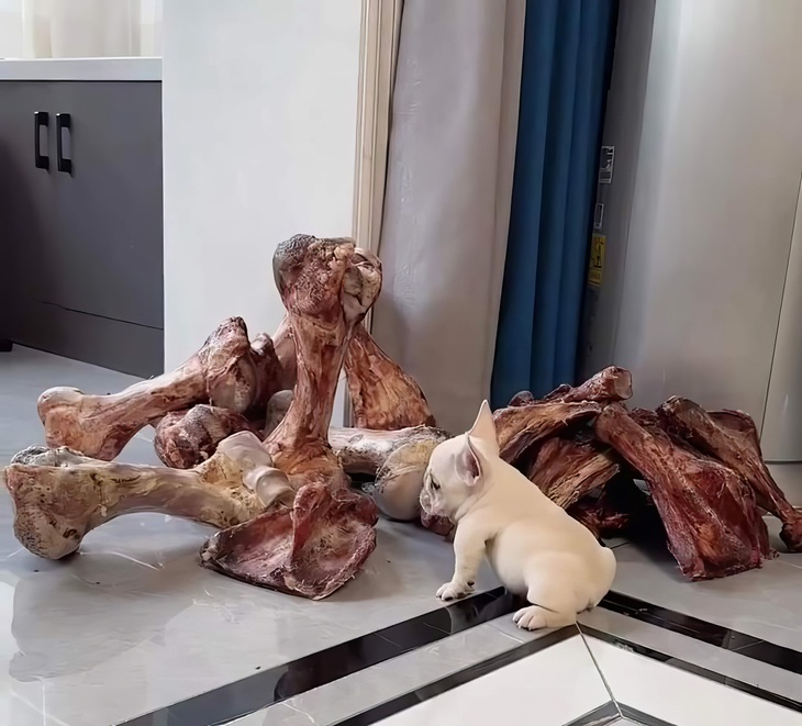 Lỡ "sủa" đòi xí quách... Nào có ai ngờ?!