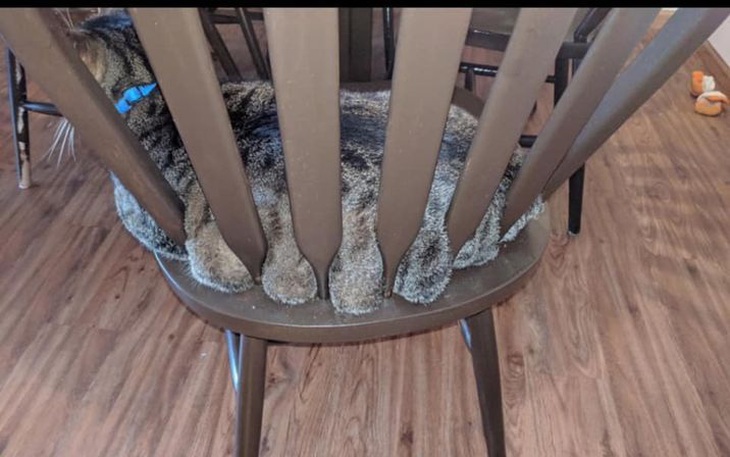 Ảnh vui 1-3: Chú mèo bị cả thế giới 