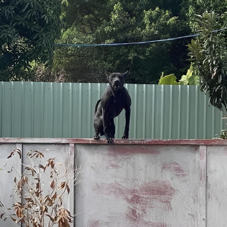 Đứa nào mới nói xấu ông?! 