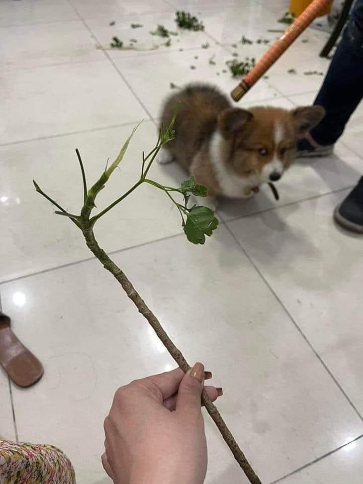 Lại nữa, chẳng oan chút nào luôn!