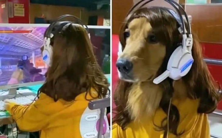 Ảnh vui 12-3: Cô chó cosplay "trốn mẹ" đi chơi game