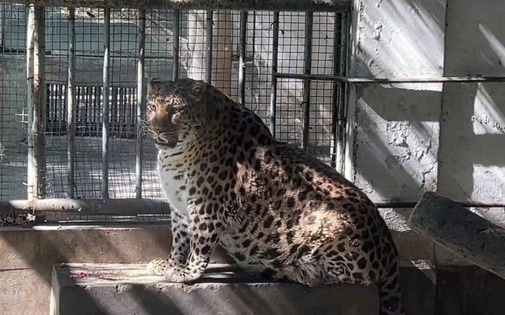 "Ét ô ét", vườn thú Trung Quốc "bắt" hổ báo béo phì