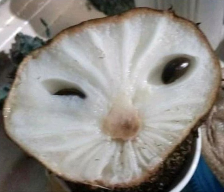 "Đừng ăn em" - mãng cầu said 