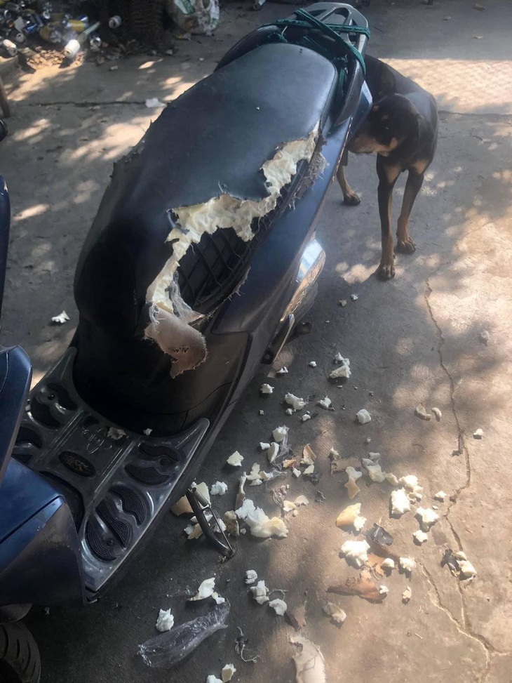 Đến số mày rồi, cún ơi! 