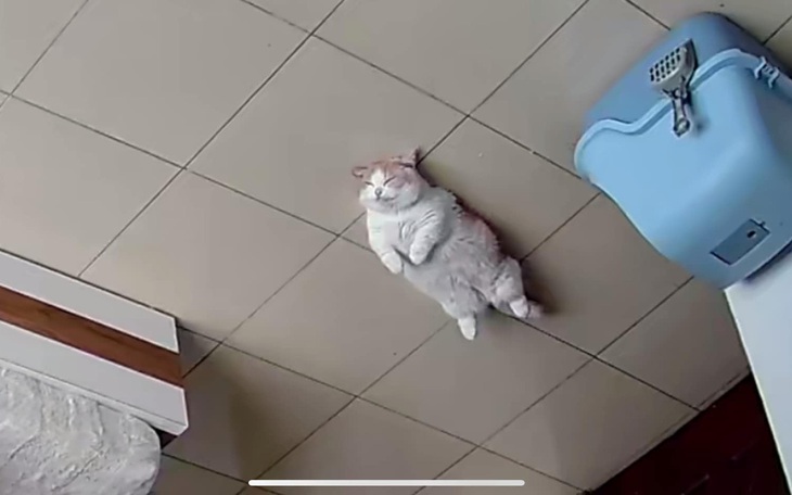 Ảnh vui 19-3: Gia chủ bất lực khi thấy thú cưng chỉ biết nằm ườn