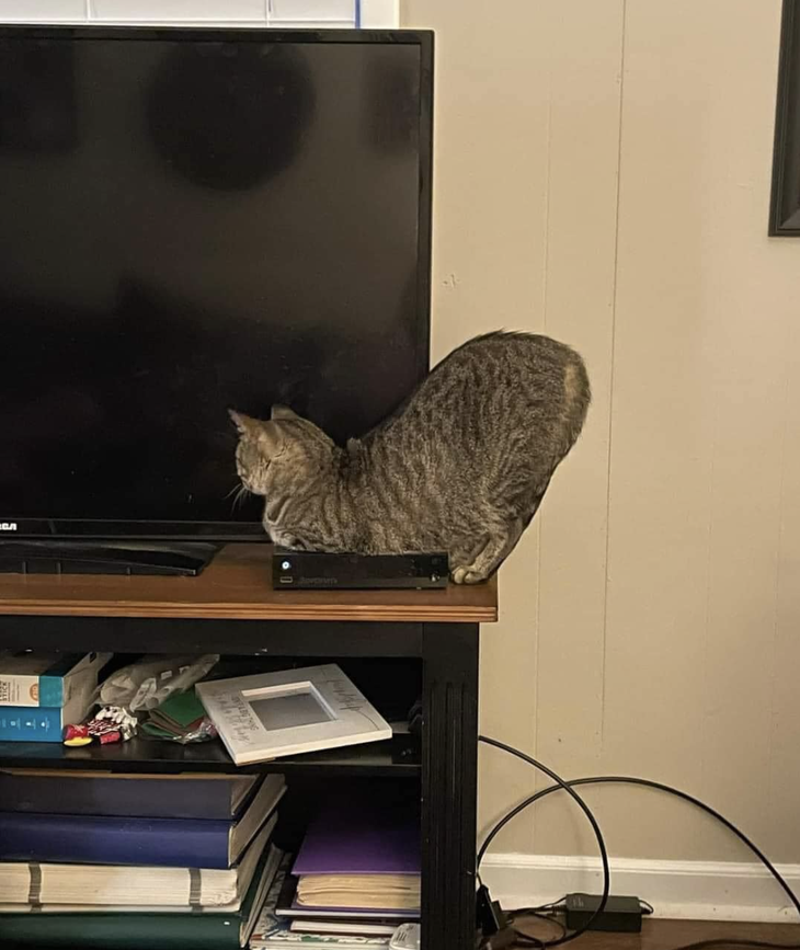 Hèn chi WiFi cứ chập chờn. 