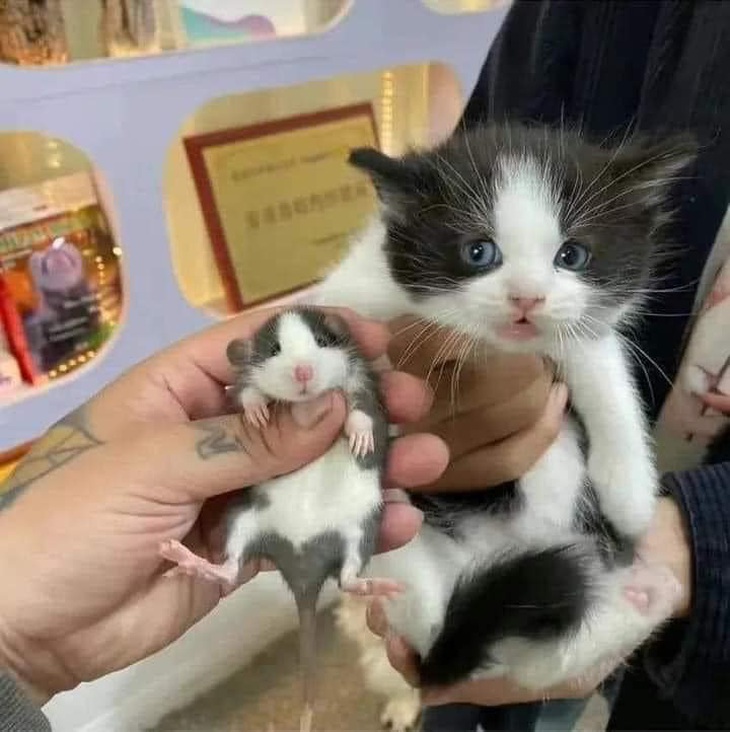 Cùng bố cùng mẹ nhưng khác ông nội.