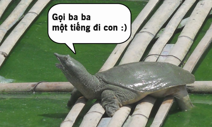 Câu đố hack não: Con gì ai cũng gọi là bố?- Ảnh 2.