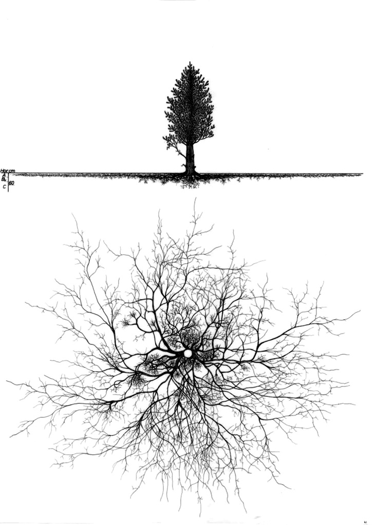 Thông Thụy Sĩ Pinus cembra tuy có bộ rễ không sâu nhưng tỏa rộng ra xung quanh.
