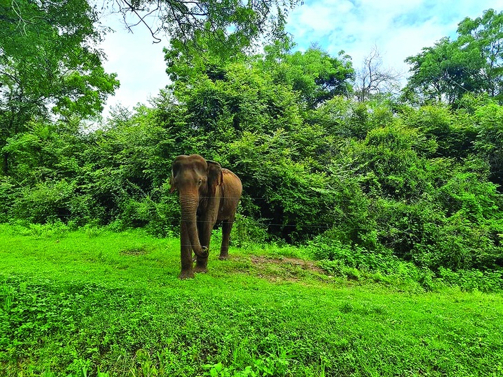 Động vật hoang dã ở công viên quốc gia Udewalewa. Ảnh: TÚ NGUYỄN