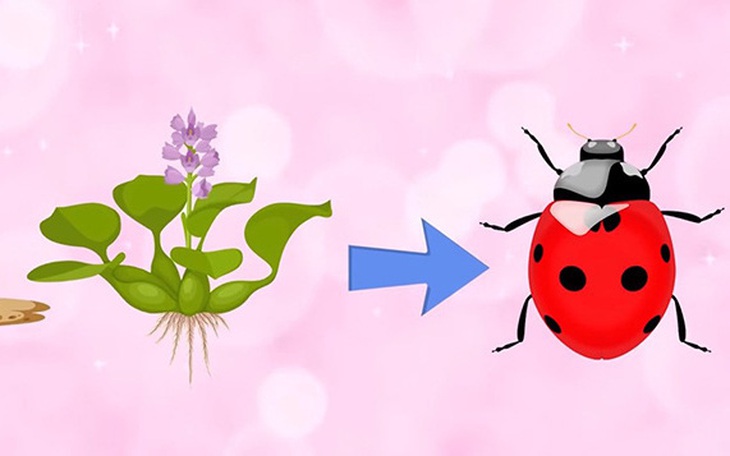 IQ cao có đoán được đây là câu tục ngữ, thành ngữ gì? (P68)