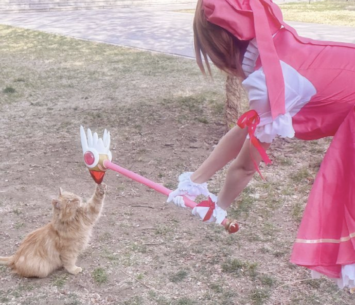 Lá bài mèo cam đã được thu phục. 