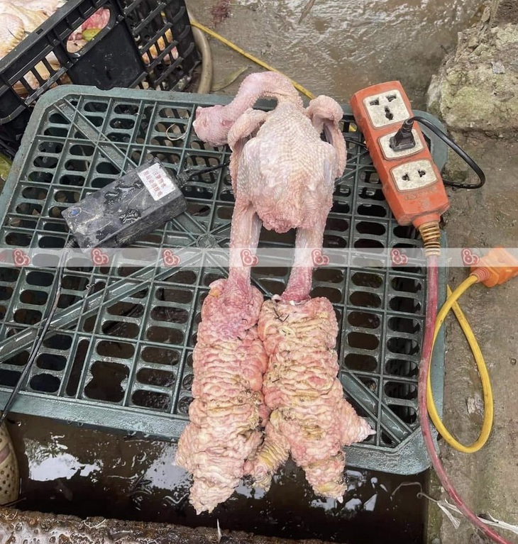 Ảnh full HD" không che" một chú gà Đông Tảo.