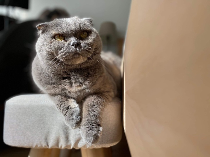 Nghệ sĩ Ng Siu King và chú mèo cưng giống Scottish Fold của mình