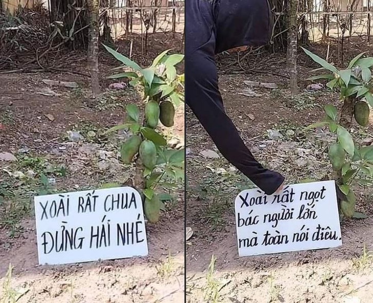 Ông chủ rất tốt nhưng tên trộm rất tiếc.