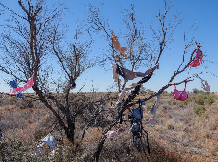 Một cái cây treo đầy áo ngực tại Úc. (Ảnh: Otis Filley/The Guardian)