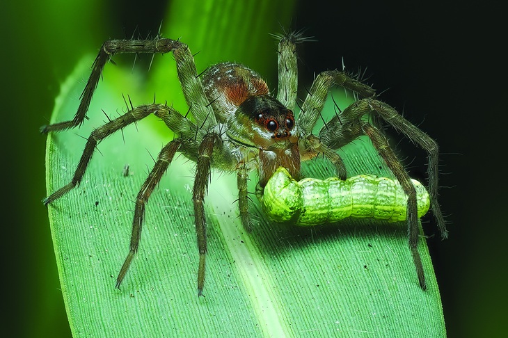 Cảnh nhện sói ăn sâu, côn trùng gây hại mùa màng
