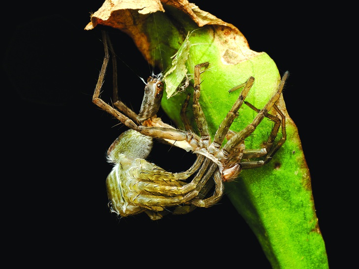 Để lớn lên, nhện sói lột xác nhiều lần rồi mới đạt kích thước trưởng thành