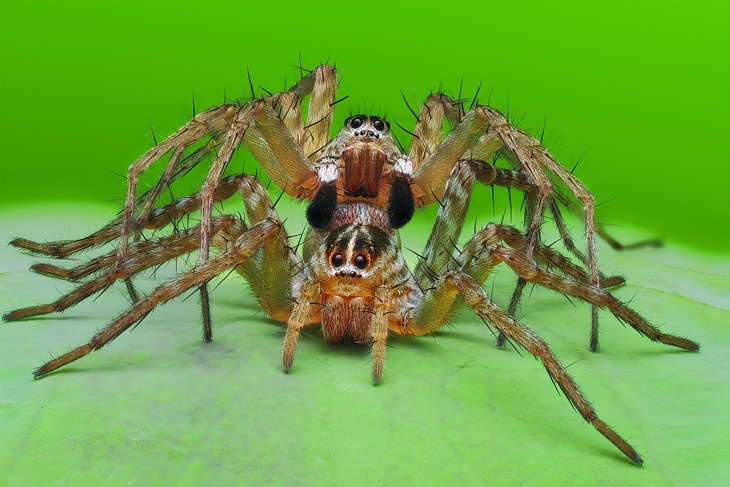Nhện sói giao phối. Con ở trên là nhện đực (hai chùm râu đen cũng chính là cơ quan sinh sản của con đực ) con ở dưới là cái. Cảnh nhện sói giao phối diễn ra rất nhanh, nhện đực nếu không có kinh nghiệm hoặc chậm thì nhện cái ăn thịt sau khi giao phối xong