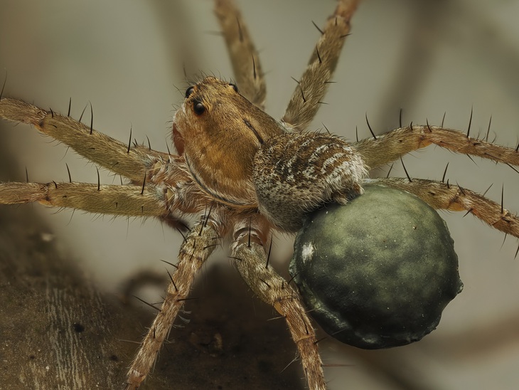 Khi trưởng thành, nhện sói cái đẻ trứng và tạo thành 1 ổ kén, chúng dán vào bụng bằng tơ