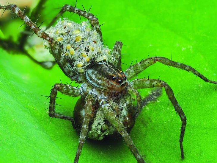 Nhện mẹ xé ổ hỗ trợ nhện con ra nhanh hơn