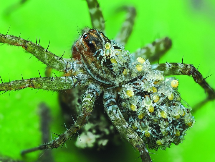 Nhện con leo lên lưng nhện mẹ. Tất cả chúng mới ra đều trắng, sau đó nữa ngày chúng đậm màu lại như nhện mẹ