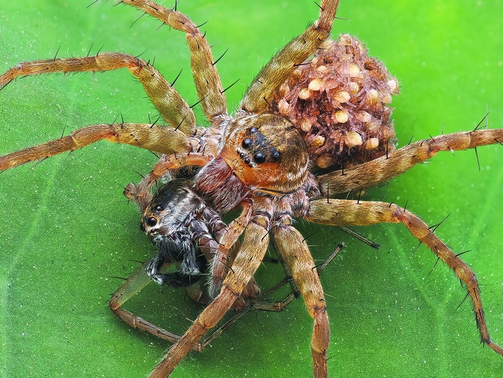 Nhện mẹ ăn thịt cả đồng loại nhưng không ăn thịt nhện con (cảnh nhện mẹ ăn thịt nhện đực trưởng thành)
