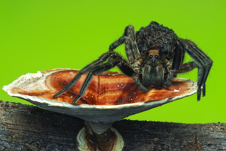 Một con nhện sói mẹ  (loại Lycosidae) cõng con trong rừng Mã Đà. Loài này có màu sậm hơn