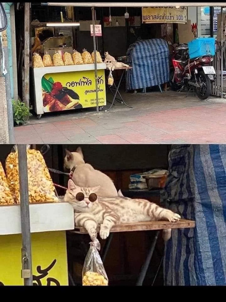 Mèo chiêu tài nhà người ta. 