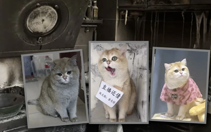 Con mèo phải livestream kiếm tiền bồi thường vì đốt cháy nhà chủ