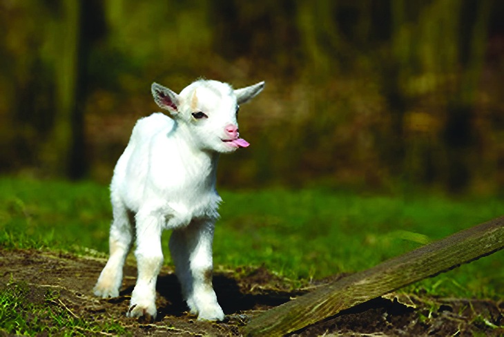 Truyện ngắn mùa Phục sinh: Thiếu món thịt quay- Ảnh 2.