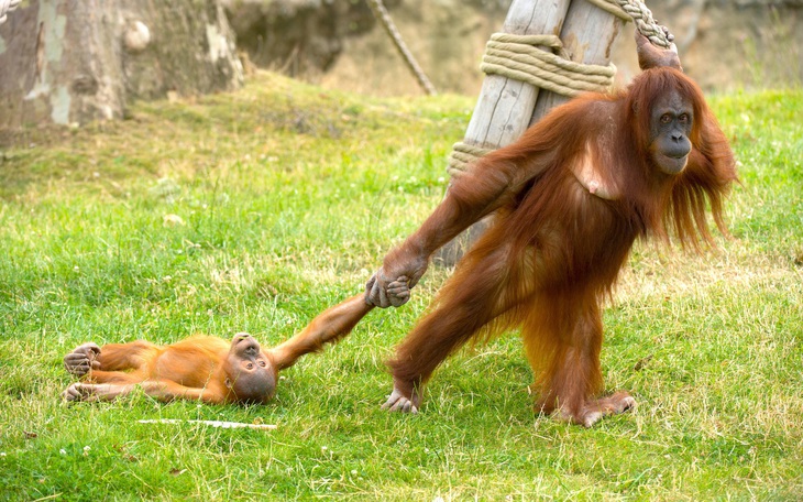 Ảnh vui 30-4: Chú đười ươi 