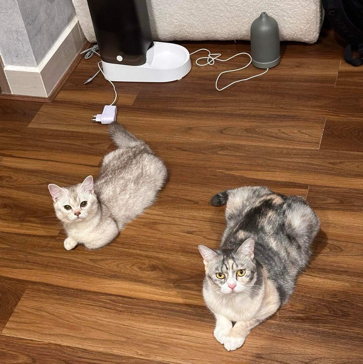 Khánh Trình cho biết thêm mỗi căn hộ chỉ nên nuôi từ 2-4 con mèo (do mèo là loài ít gây tiếng ồn) hoặc từ 1-2 con chó. (Ảnh: NVCC)