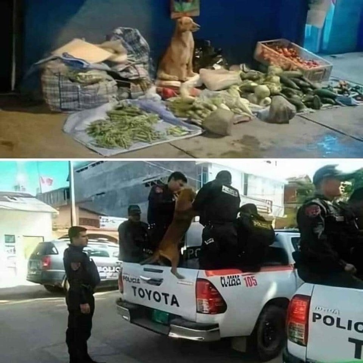 Cũng tại mưu sinh.