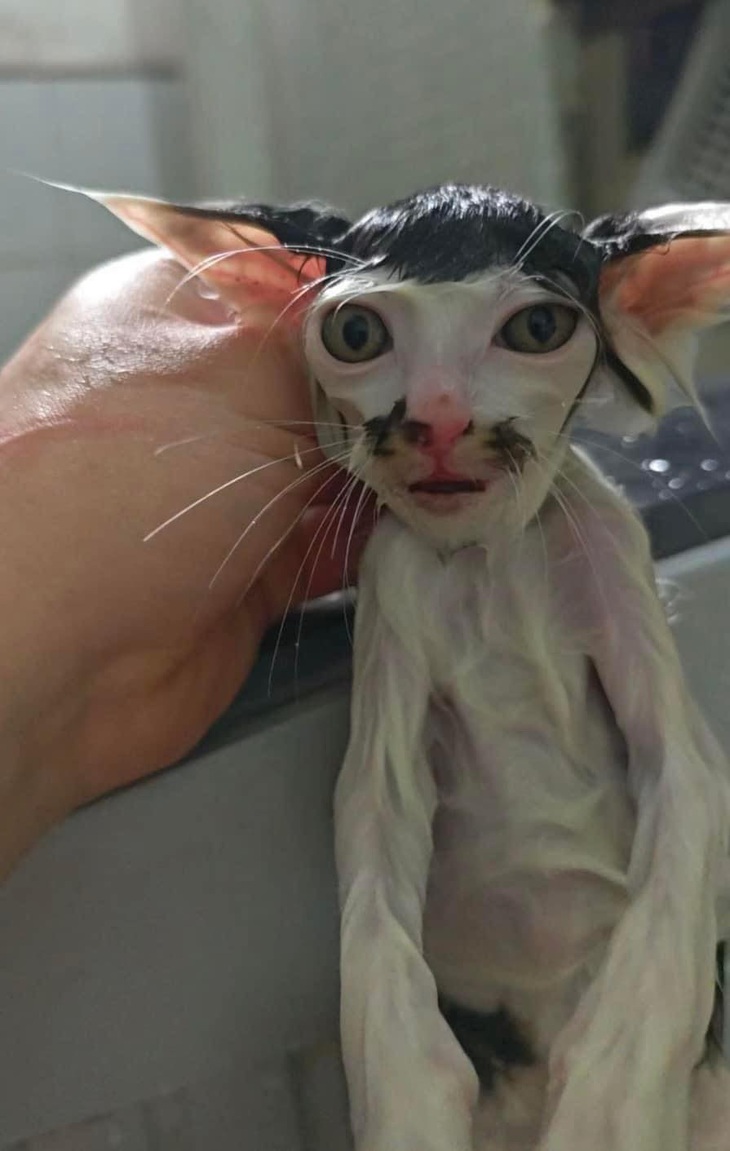 Tắm xong không nhận ra luôn. 