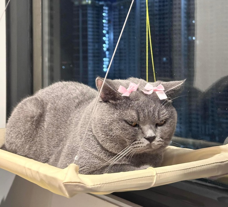 Cứ tưởng thêm phần trang trí sẽ... đáng yêu. 