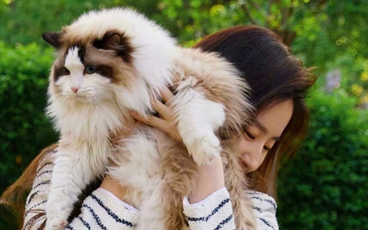 Lưu Diệc Phi làm 'đóa hồng có gai' trong 'Câu chuyện hoa hồng'- Ảnh 5.