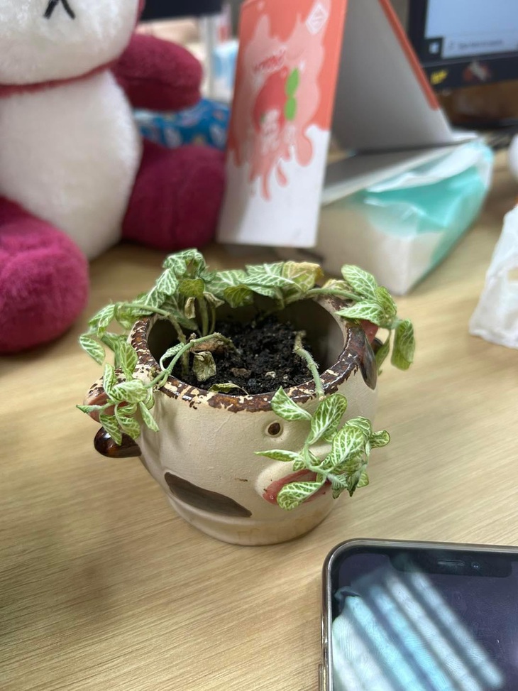 Chậu cây y hệt tâm trạng của tôi sau khi vào công ty được một tháng.