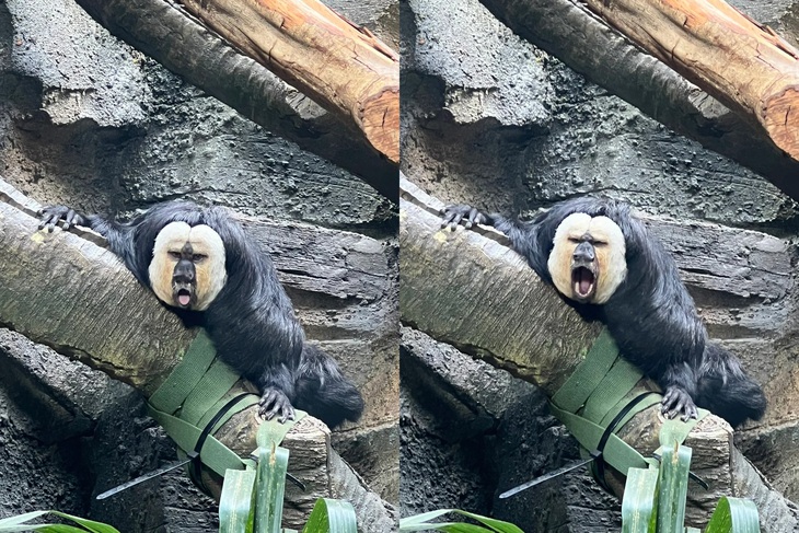 Tuy xấu mà đáng yêu, Đỗ Đỗ đang là đề tài 