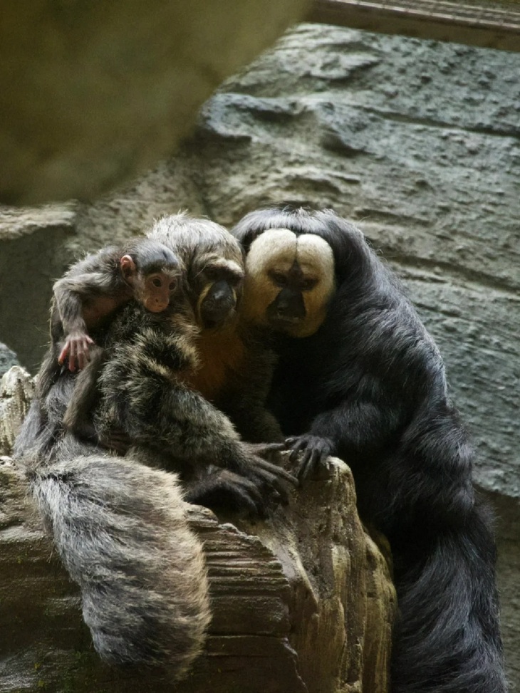 Vì nổi tiếng, việc Đỗ Đỗ làm gì, bên cạnh ai hay ăn thứ chi cũng lọt vào tầm ngắm của các paparazi. 