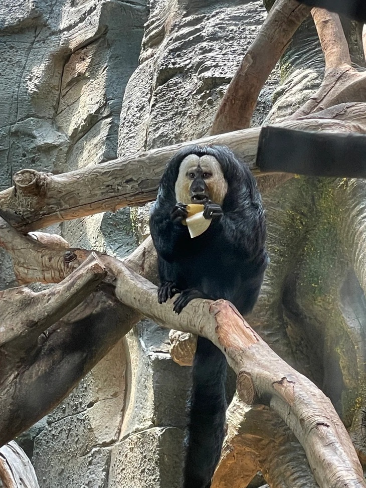 Phải chăng hôm nay là deadline? 