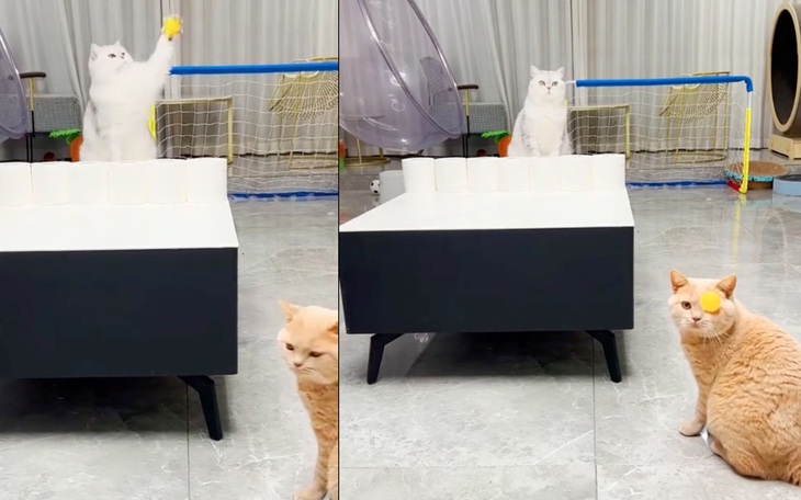 Mèo ‘nổ đom đóm mắt