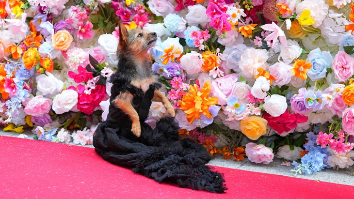 Cô chó tạo dáng kiêu kỳ trong mẫu trang phục lấy cảm hứng từ bộ cánh của Zendaya