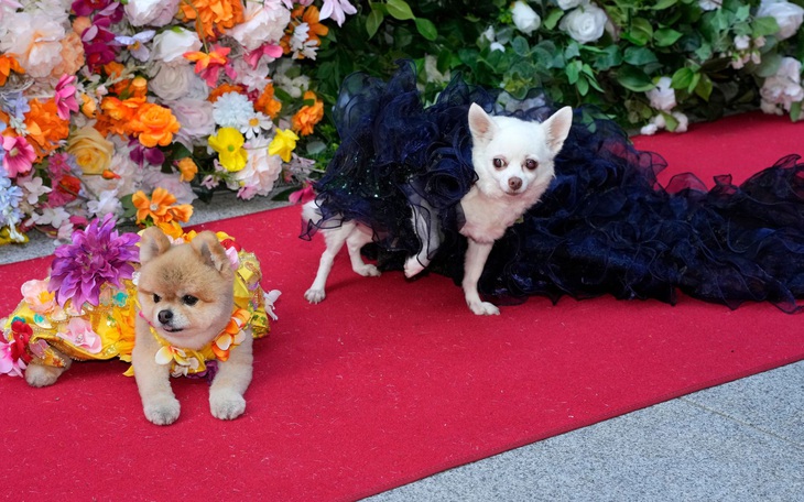 Ngắm bộ cánh ấn tượng nhất Met Gala 2024 trong phiên bản 