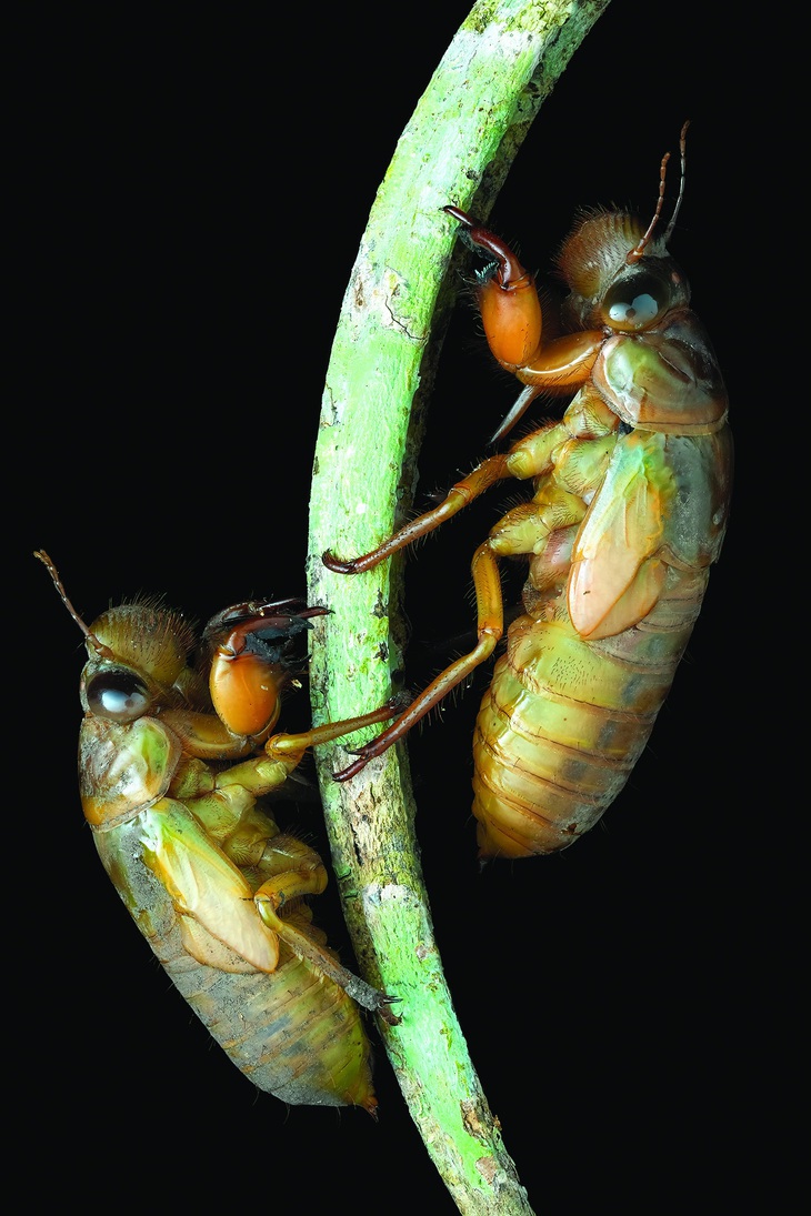 Hai con ve chưa lột xác