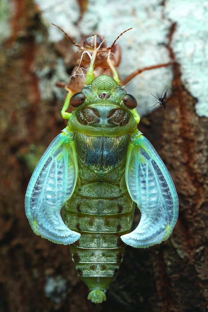 Sau khi ở dưới đất bò lên cây tìm một chỗ yên tĩnh, ve bắt đầu lột xác. Trong quá trình lột xác, nó là mồi cho nhiều loài, trong đó có cả muỗi cũng tấn công (nhìn kỹ hình này phía bên phải đầu ve có con muỗi đang tấn công)