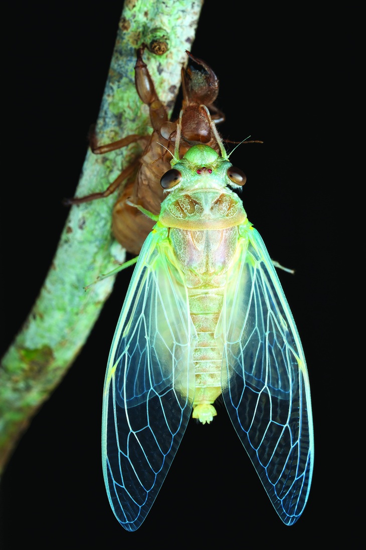 Sau khi hoàn tất việc lột xác, ve có một khoảng thời gian tầm 10 phút để cánh khô. Đây là khoảng thời gian chụp ảnh đôi cánh ve đẹp nhất, khi nó vừa trong suốt vừa lung linh như những lăng kính.