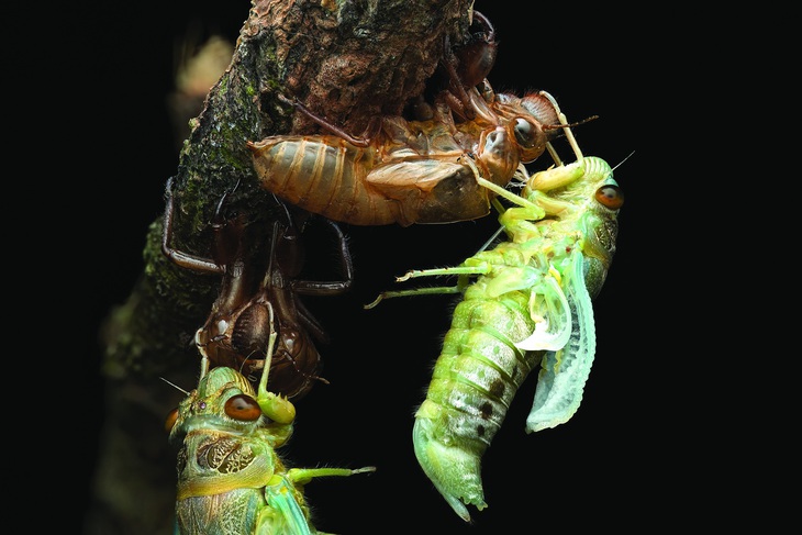 Ve đang lột xác, bên trái là ve đực và bên phải là ve cái