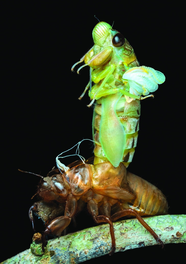 Ve đang lột xác, bên trái là ve đực và bên phải là ve cái