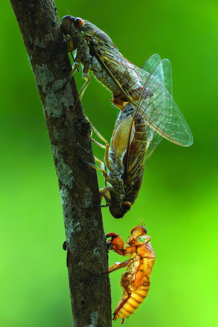 Ve giao phối. Dưới cùng là vỏ ve sau khi lột. Con phía dưới của cặp ve đang giao phối là ve đực. Ve đực có một bộ phận hình như hai chiếc lá ở bụng, và đó chính là nơi phát ra âm thanh. Ve cái không có bộ phận này.